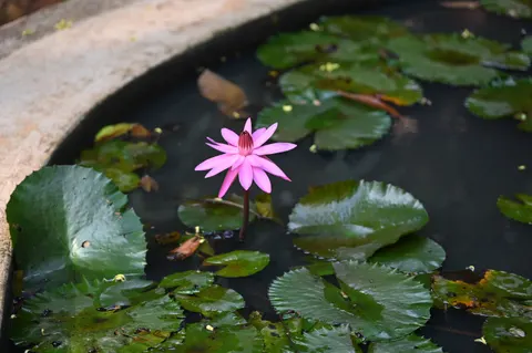 Water Lily 4K Wallpaper · flowers · 3840×2555