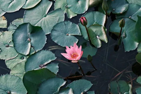 Water Lily 4K Wallpaper · flowers · 3840×2560