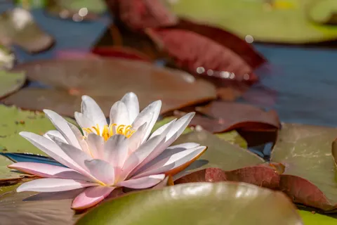 Обои Кувшинка 4K · flowers · 3840×2562