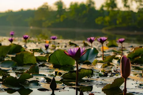 Water Lily 4K Wallpaper · flowers · 3840×2560