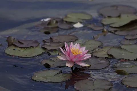 Water Lily 4K Wallpaper · flowers · 3840×2561
