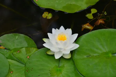 Hình nền Hoa súng 4K · flowers · 3840×2563