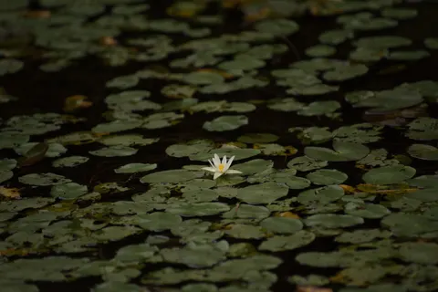 睡蓮 4K壁紙 · flowers · 3840×2563