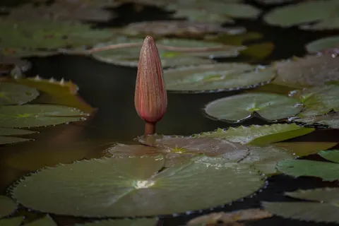 Water Lily 4K Wallpaper · flowers · 3840×2560