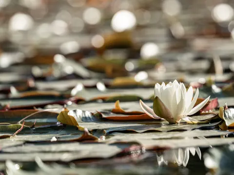 Tapeta Lilia wodna 4K · flowers · 3840×2880