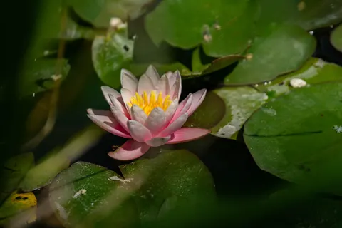 Water Lily 4K Wallpaper · flowers · 3840×2560