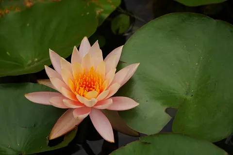 Water Lily 4K Wallpaper · flowers · 3840×2560