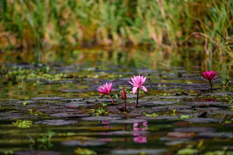 Water Lily 4K Wallpaper · flowers · 3840×2555