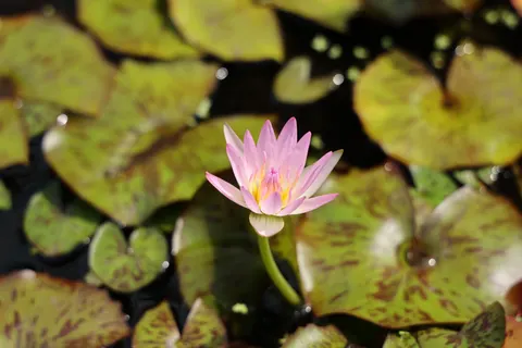 Water Lily 4K Wallpaper · flowers · 3840×2560