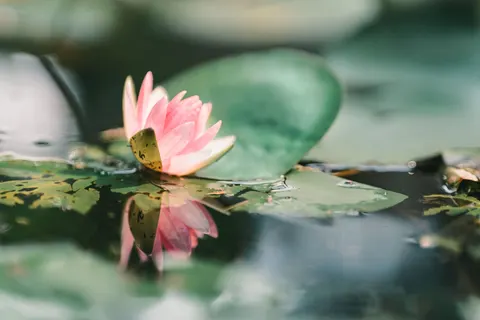 Water Lily 4K Wallpaper · flowers · 3840×2560