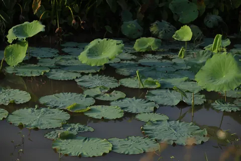 Water Lily 4K Wallpaper · flowers · 3840×2560