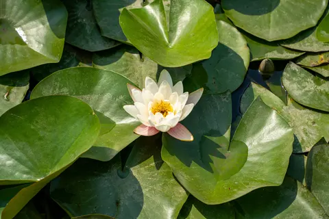 Seerose 4K Hintergrundbild · flowers · 3840×2560