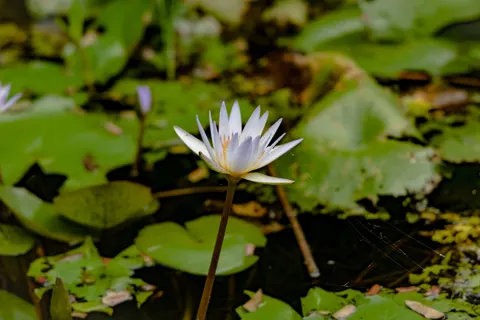 Water Lily 4K Wallpaper · flowers · 3840×2560