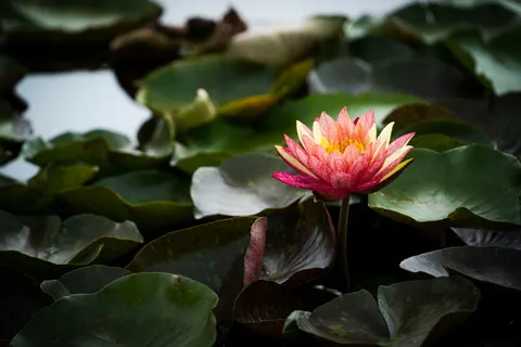 Tapeta Lilia wodna 4K · flowers · 3840×2560