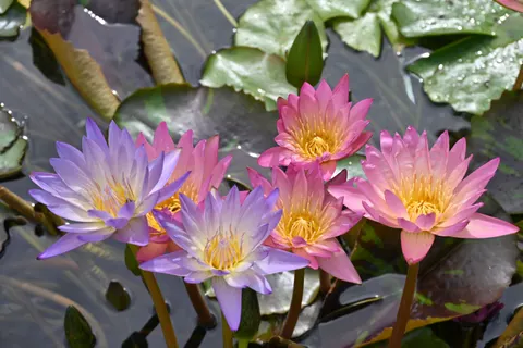 Water Lily 4K Wallpaper · flowers · 3840×2563