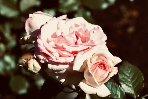 Rosengarten 4K Hintergrundbild · flowers · 3840×2560
