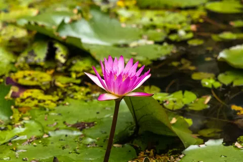 Tapeta Lilia wodna 4K · flowers · 3840×2560