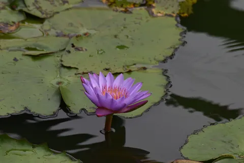 Water Lily 4K Wallpaper · flowers · 3840×2560