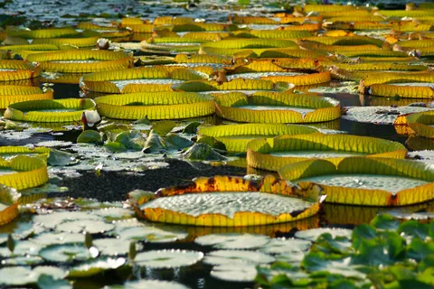 Water Lily 4K Wallpaper · flowers · 3840×2561