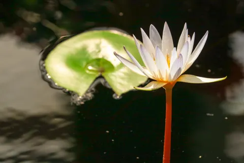 Water Lily 4K Wallpaper · flowers · 3840×2560