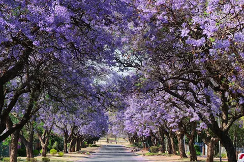 Wisteria 4K Wallpaper · flowers · 3840×2560