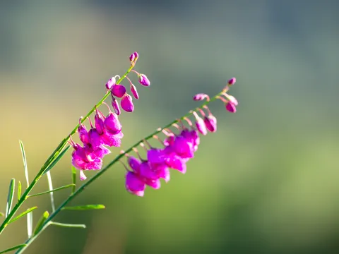 Wisteria 4K Wallpaper · flowers · 3840×2880