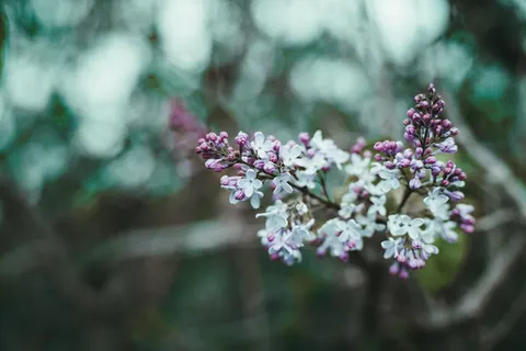 Wisteria 4K Wallpaper · flowers · 3840×2560