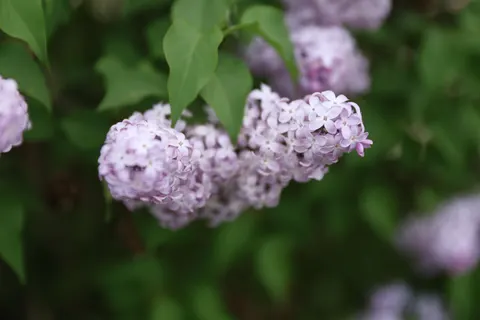 Wisteria 4K Wallpaper · flowers · 3840×2560