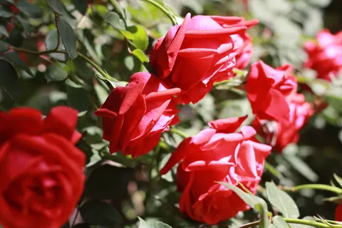 Rosengarten 4K Hintergrundbild · flowers · 3840×2560