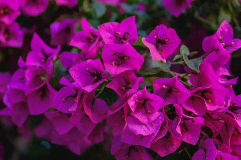 Wallpaper Wisteria 4K · flowers · 3840×2560
