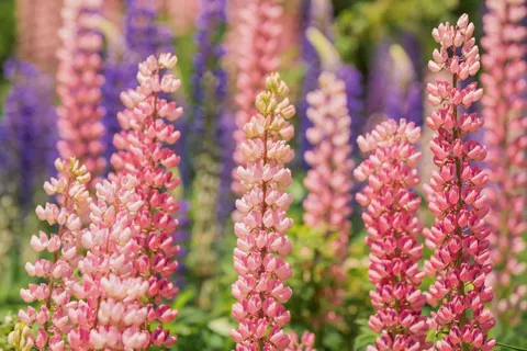 Wisteria 4K Wallpaper · flowers · 3840×2562