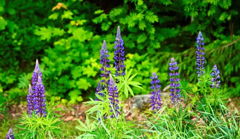Wisteria 4K Wallpaper · flowers · 3840×2224