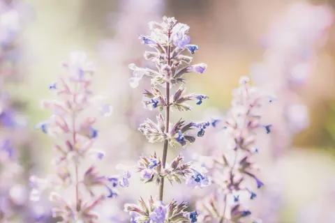 Wisteria 4K Wallpaper · flowers · 3840×2560