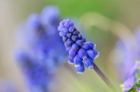 Wisteria 4K Wallpaper · flowers · 3840×2543