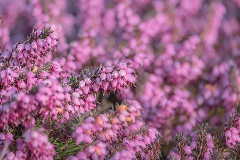 विस्टेरिया 4K वॉलपेपर · flowers · 3840×2560