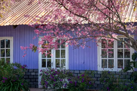 Wisteria 4K Wallpaper · flowers · 3840×2561