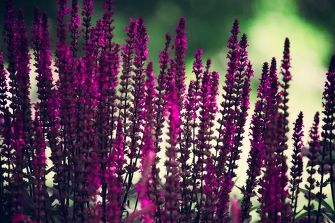 Wisteria 4K Wallpaper · flowers · 3840×2560