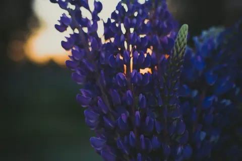 Wisteria 4K Wallpaper · flowers · 3840×2560