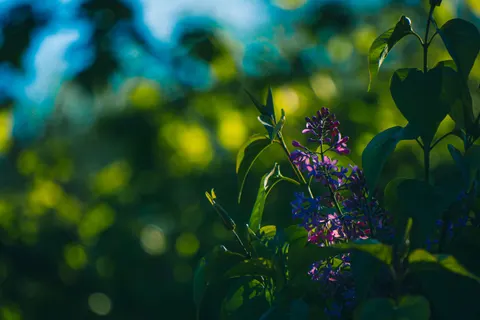 Обои Глициния 4K · flowers · 3840×2560
