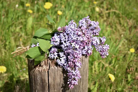 विस्टेरिया 4K वॉलपेपर · flowers · 3840×2560