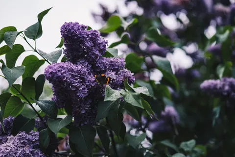Wisteria 4K Wallpaper · flowers · 3840×2560