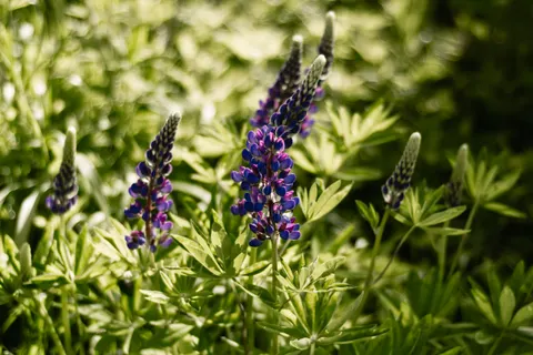 Wisteria 4K Wallpaper · flowers · 3840×2560