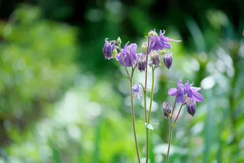 خلفية الوستارية بدقة 4K · flowers · 3840×2560