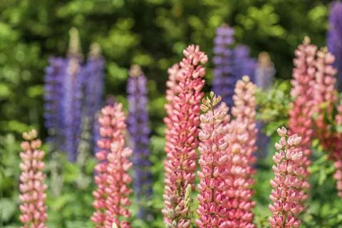 Wisteria 4K Wallpaper · flowers · 3840×2561
