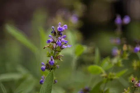 Wisteria 4K Wallpaper · flowers · 3840×2560