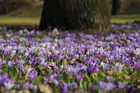 Wisteria 4K Wallpaper · flowers · 3840×2560