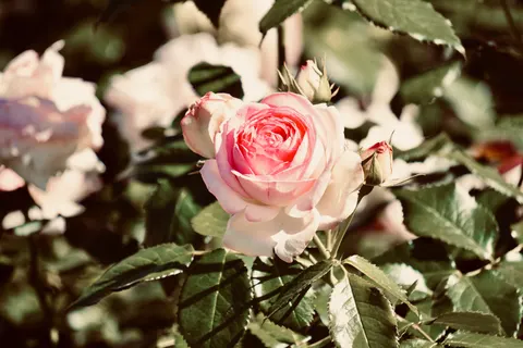 Fondo de pantalla Jardín de Rosas 4K · flowers · 3840×2560