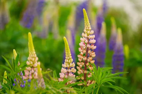 Wisteria 4K Wallpaper · flowers · 3840×2560