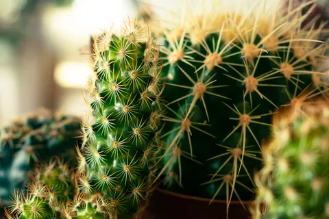 Succulents 4K Wallpaper · flowers · 3840×2560