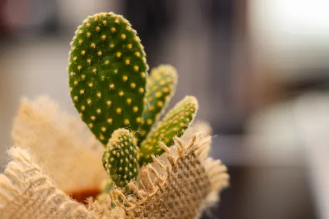 Sfondo Piante grasse 4K · flowers · 3840×2560